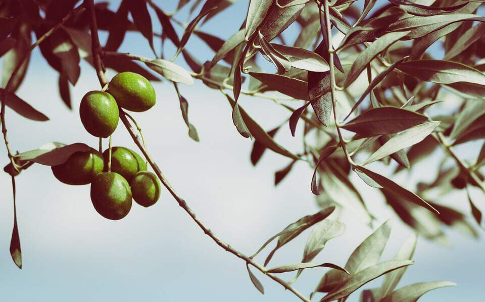 Produção de azeite de oliva e azeitona em conserva será quase igual em 2017