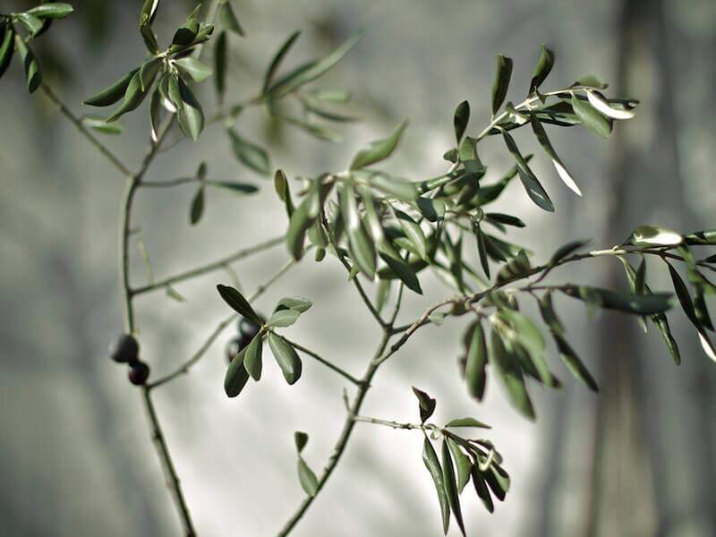 Além do azeite, oliveira dá origem a outro alimento saudável: as folhas