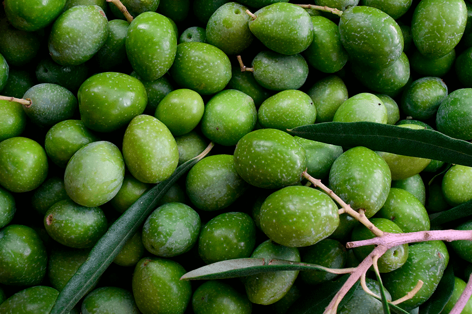 O fresquíssimo e intenso azeite Novello da Olibi é feito exclusivamente de azeitonas verdes, recém-colhidas no olival