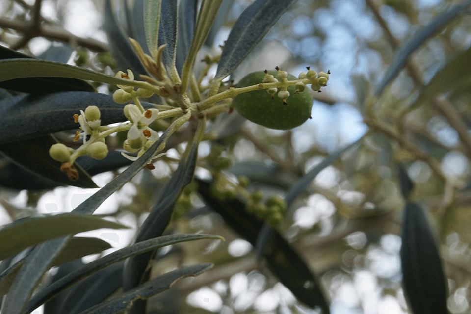 Olibi no Domingo Espetacular: Brasil comemora dez anos do plantio de oliveiras