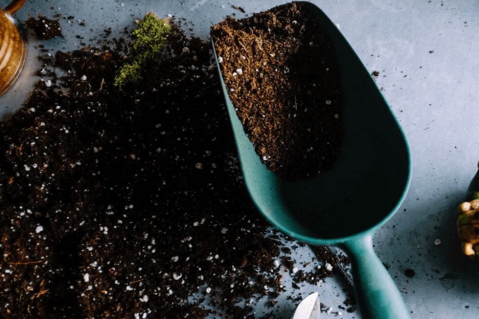 Como plantar e cultivar sua oliveira em casa