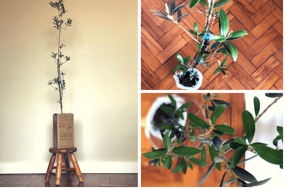Como plantar e cultivar sua oliveira em vasos