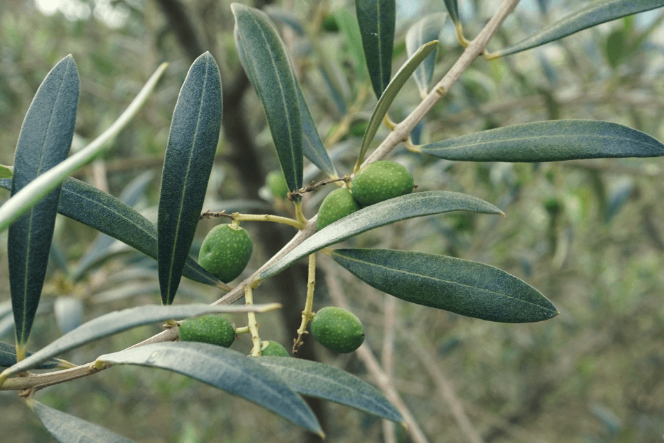 variedade da azeitona Olibi