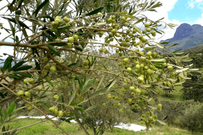 Acupuntura em oliveiras