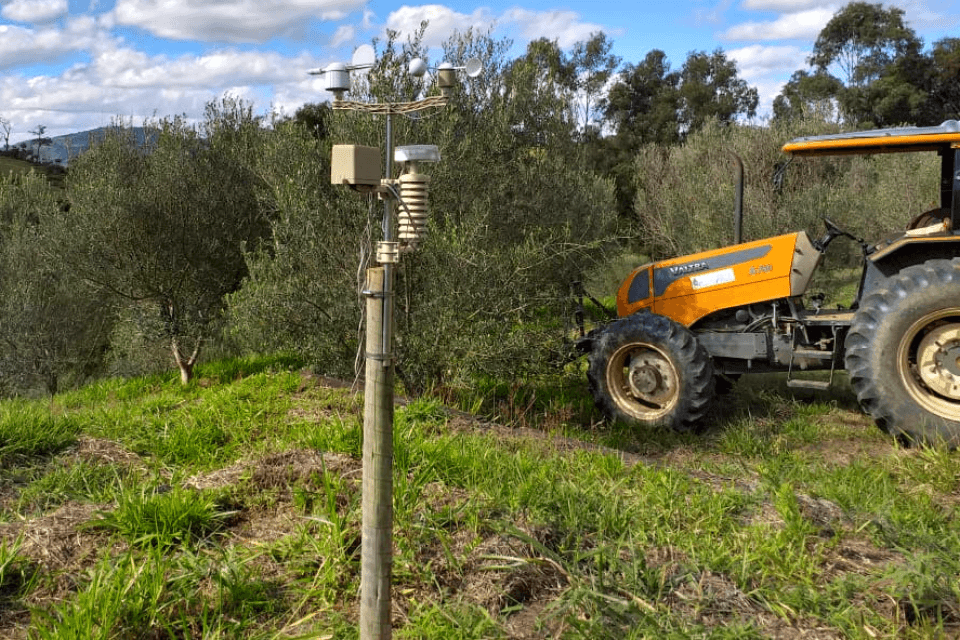 Estação meteorológica no olival antecipa resultado da próxima safra