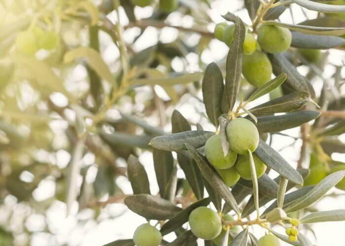 cultivo de oliveiras em Aiuruoca