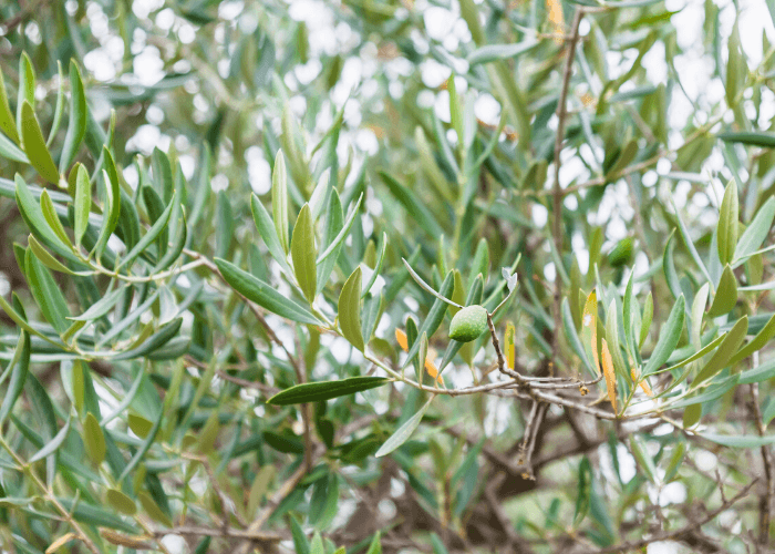As folhas da oliveira também podem ser usadas para fazer chás, 
com vários benefícios para a saúde.