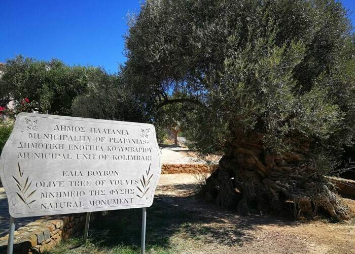 A oliveira mais antiga do mundo está em Creta, na Grécia.