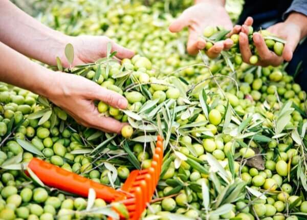 O processo de colheita é um dos fatores que impactam o preço do azeite de oliva.﻿