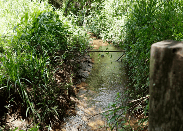 Uma das iniciativas dos projetos ambientais da Olibi é a recuperação das nascentes de água.