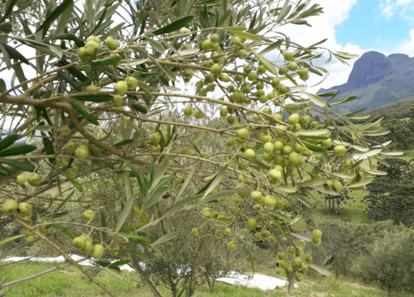 Visita guiada Olibi tem passeio por olivais, muita informação e degustação de azeite.

