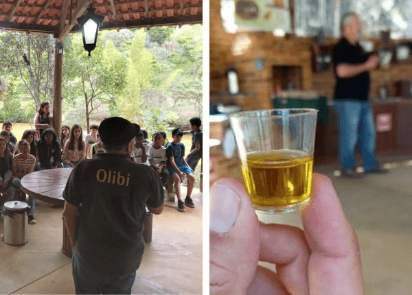 Visita guiada Olibi tem passeio por olivais, muita informação e degustação de azeite.