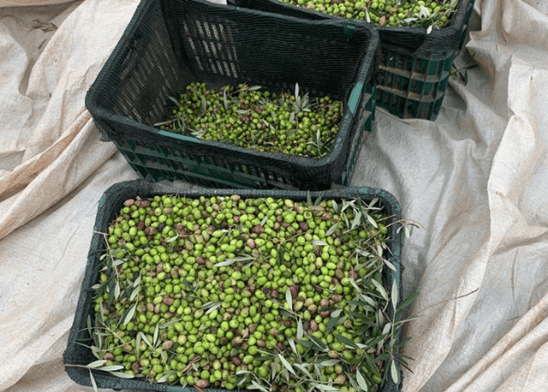 As olivas que produzem o Olibi.